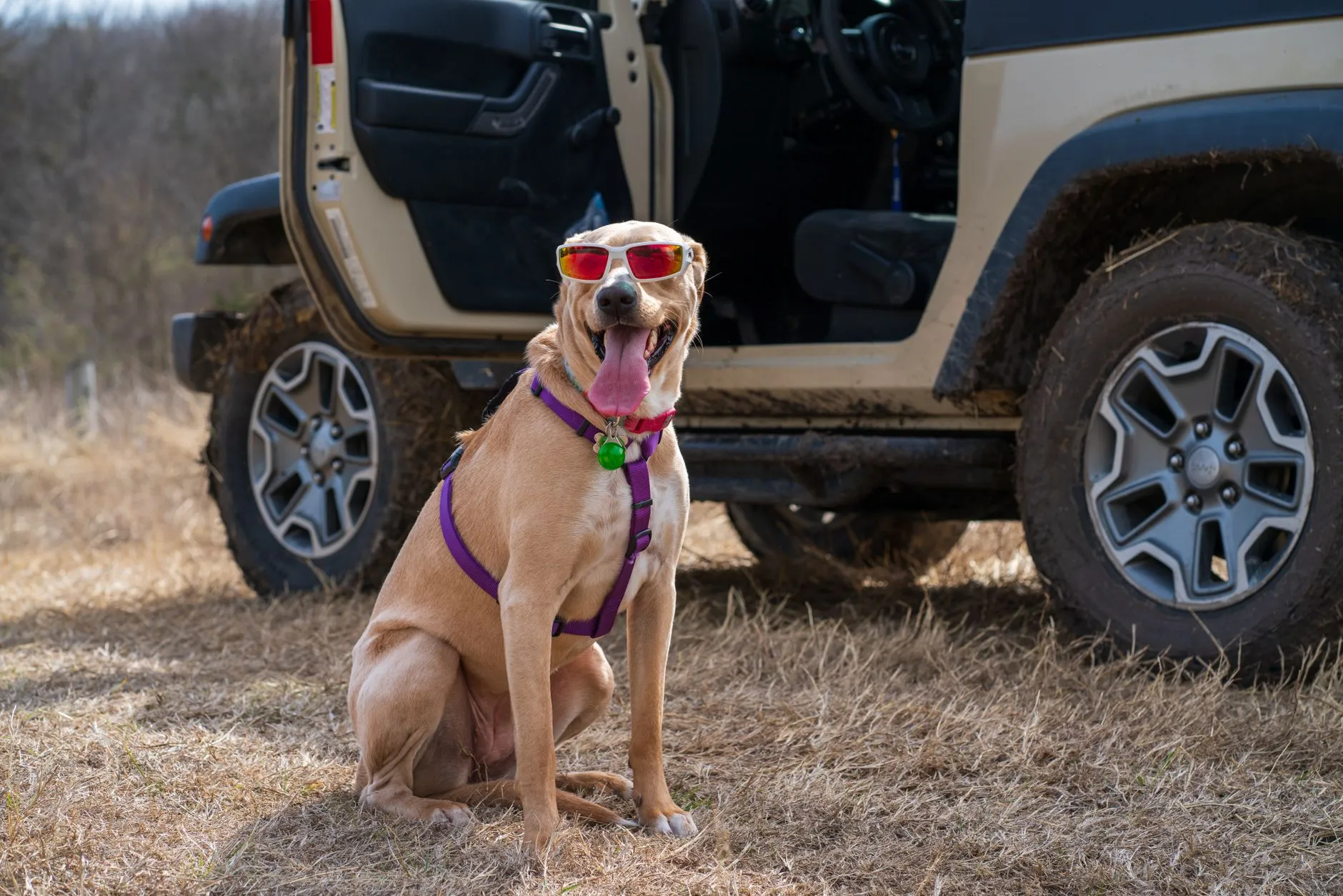 Hund mit Sonnenbrille sitzt neben einem Geländewagen